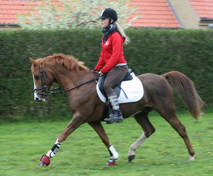 Hollandsk Sportspony Ferrari   - Dressur på græs.  billede 19