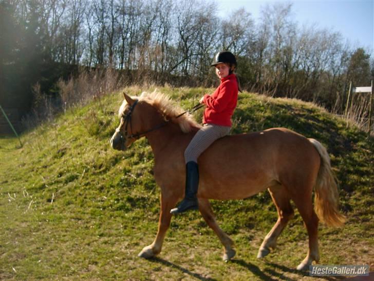 Haflinger | Luca  - Luca på græs :) billede 7