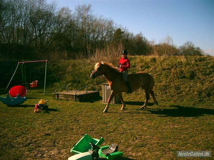 Haflinger | Luca  - Luca på græs.. igen, igen :) billede 8