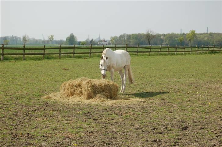 Anden særlig race Winner [Tidligere part] - Winner på fold i 2008. billede 19