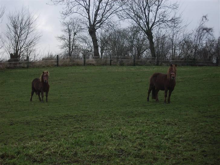 Shetlænder Kærbygaards Nuggi *Trunte - nuggi & frida, sikke de ligner hinanden :) billede 9