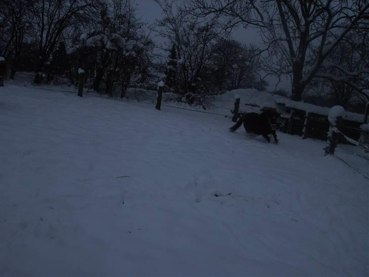 Shetlænder Kærbygaards Nuggi *Trunte - fuld drøn på.. husk at stoppe så du ikke flyver ud på den anden side af hægnet din krudt ugle :D billede 10