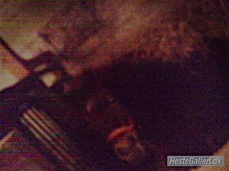 Shetlænder Kærbygaards Nuggi *Trunte - meget mørkt :) billede 11