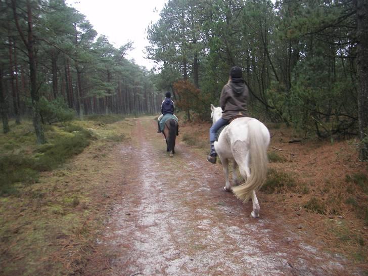 Anden særlig race White Power - Savnet !! - power og lucas på tur i skover (mig,  bolette og agnete) billede 11