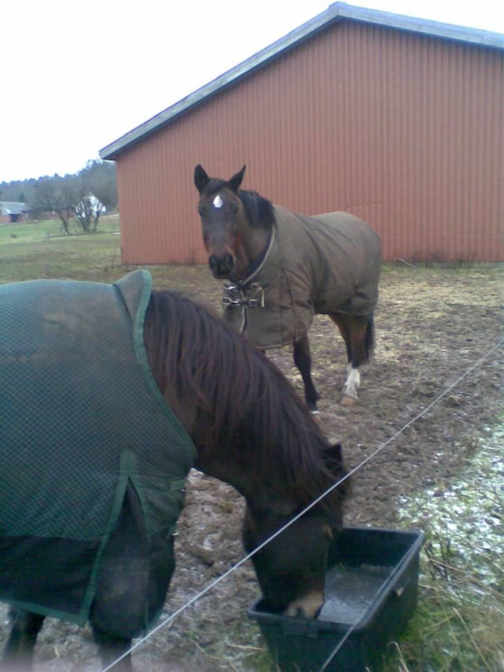 Dansk Varmblod Lady Maj R.I.P d. 29/4-08 billede 7