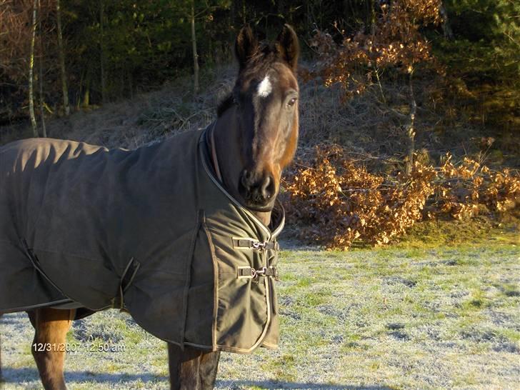 Dansk Varmblod Lady Maj R.I.P d. 29/4-08 billede 8