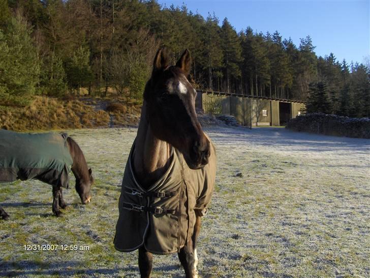 Dansk Varmblod Lady Maj R.I.P d. 29/4-08 billede 9