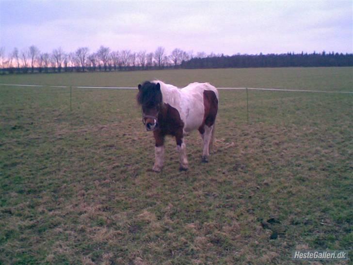 Anden særlig race Dixie R.I.P. billede 5