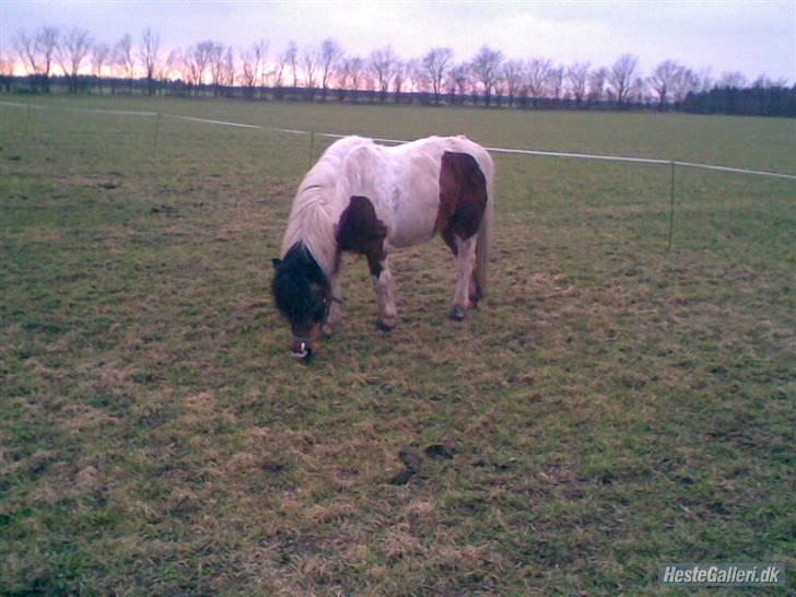 Anden særlig race Dixie R.I.P. billede 6