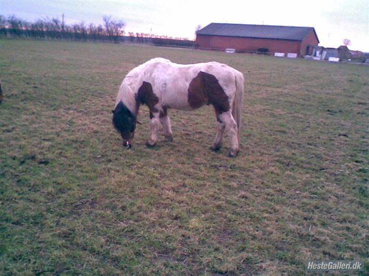 Anden særlig race Dixie R.I.P. billede 7