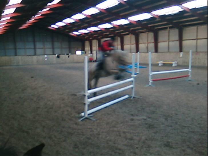 Fjordhest Haldans Jakob - Sløret, Spring sidst i 2007, vi springer 80 cm. billede 7