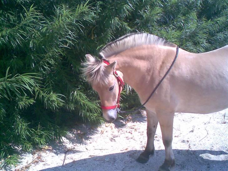 Fjordhest Haldans Jakob - Dejlige Jakob, Sommer 2007.. billede 8