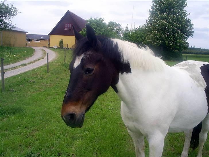 Pinto Puk *Solgt* - Fine Puk:D 17-05-08 Foto: mig billede 1