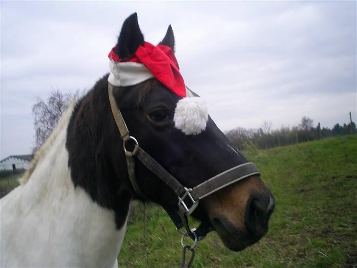 Pinto Puk *Solgt* - Julehesten Puk:D Foto: mig billede 2