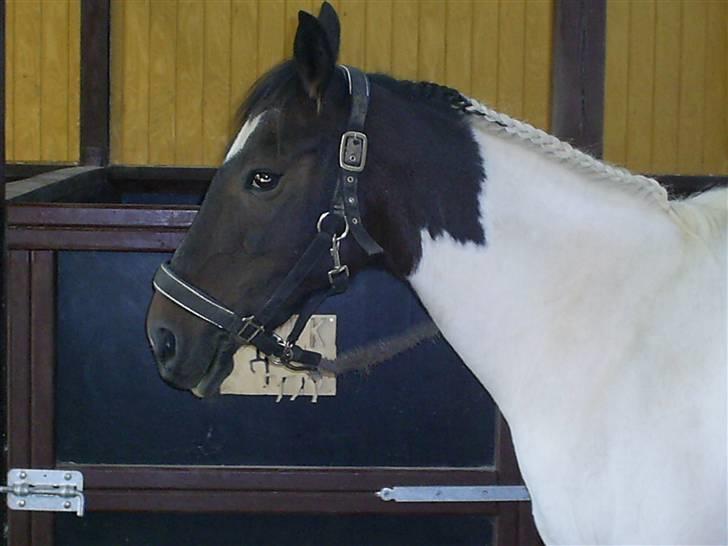 Pinto Puk *Solgt* - Så fin hun er:´D Foto: mig billede 3
