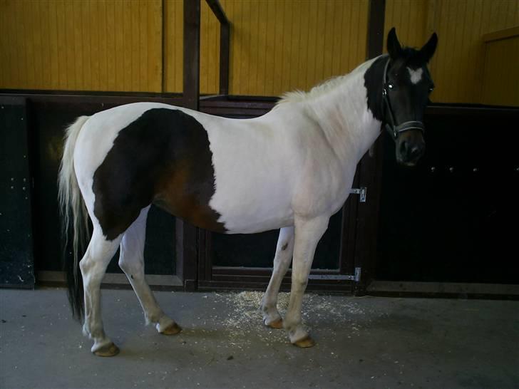 Pinto Puk *Solgt* - Puk i stalden. Foto: mig billede 4