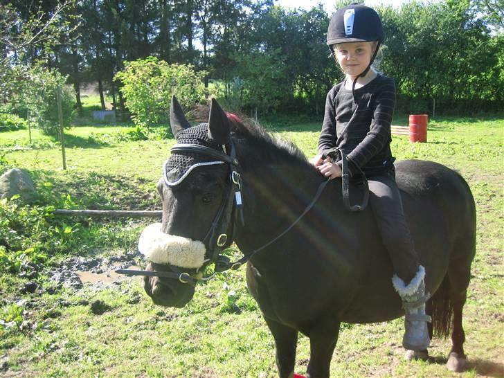 Shetlænder Lillevang´s Buller - velkommen til Lillevang buller´s profil  billede 1