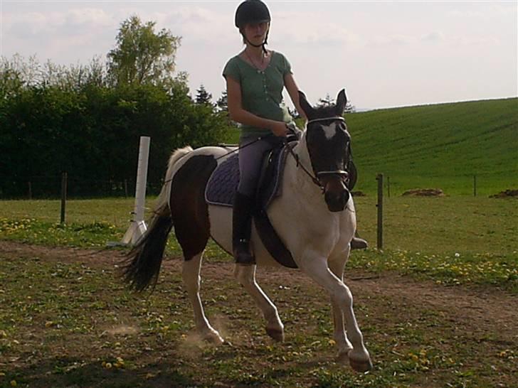 Pinto Puk *Solgt* - Varmer op til at springe.. Foto: min søster billede 5