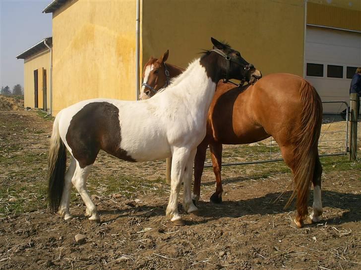 Pinto Puk *Solgt* - Puk og Vilma står og råhygger på folden.. Foto: mig billede 7
