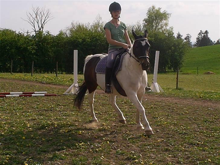 Pinto Puk *Solgt* - Varmer op til at springe..  Foto: min søster billede 8