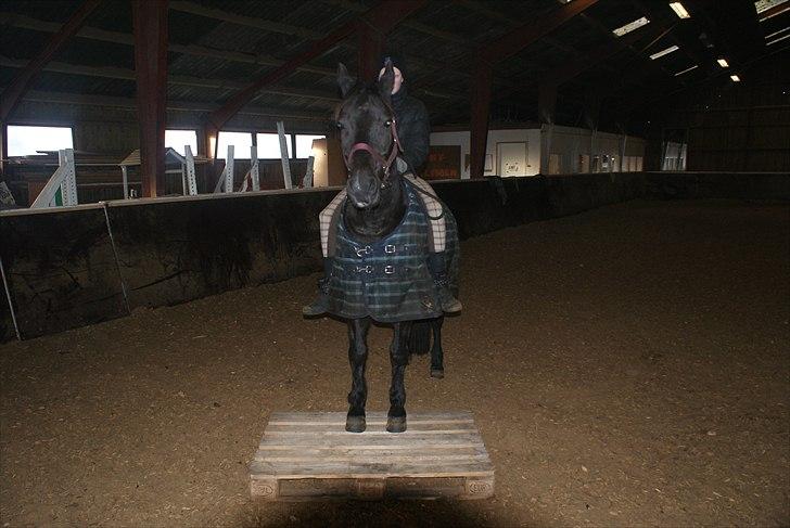 Anden særlig race Mictor<3. - Aller sidste ridetur på Mictor<3. R.I.P! Basse, du er evigt savnet! billede 7