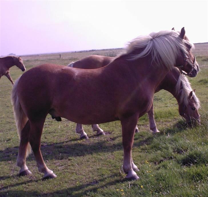 Haflinger Alf - Der ska´ kigges over til Babette...hvad mon hun laver? billede 7