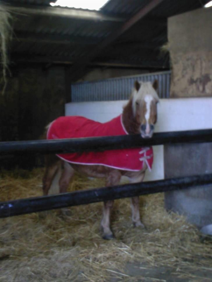 Haflinger Alf - Arrh, dejligt at komme ind ii boksen med dækken, for udenfor regner det! billede 8