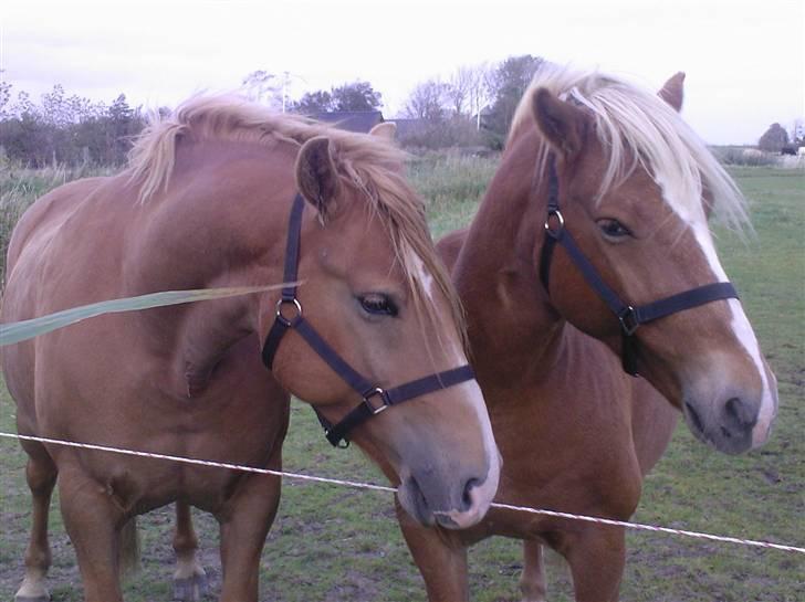 Haflinger Alf - Ingolf (venster) & Alf (højre) ii en drilagtig hyggestund. billede 9