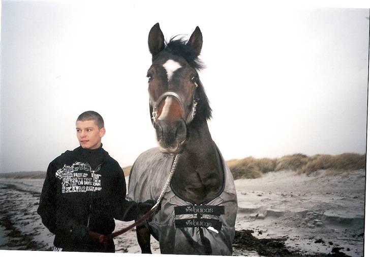 Dansk Varmblod Heslegård's Ludvig - Ludvig og en kammerat går tur ved stranden. *s* billede 4