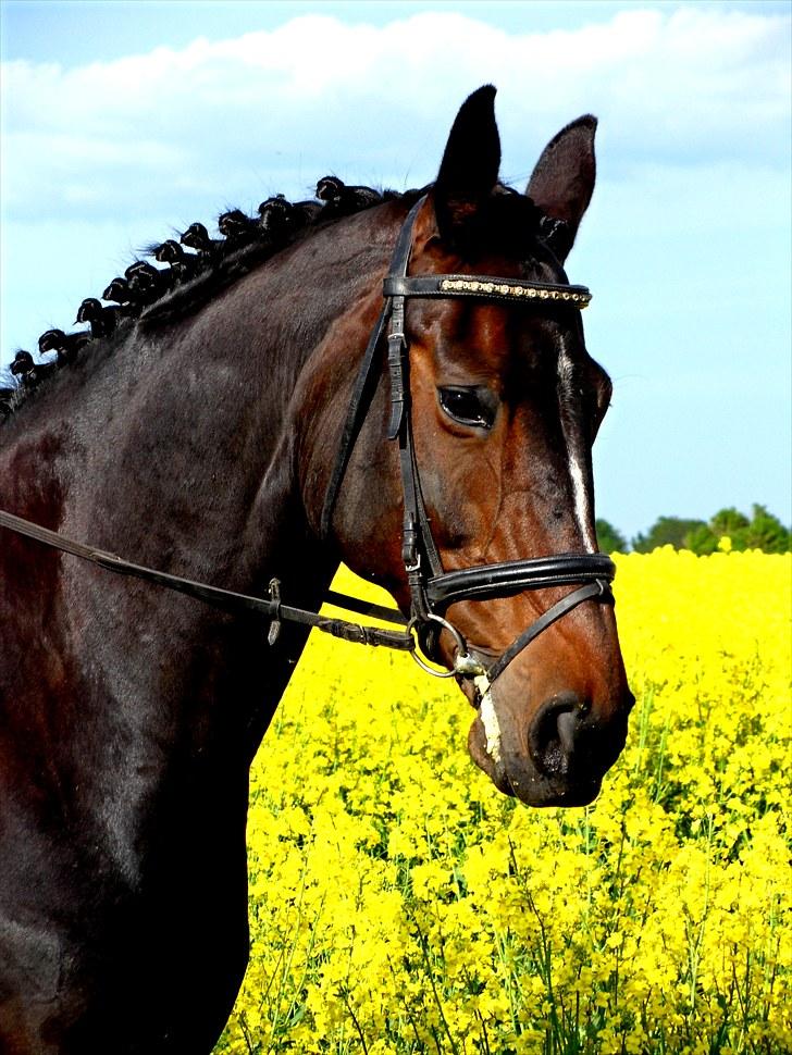 Dansk Varmblod Michel Årup *solgt* - <´3 billede 1