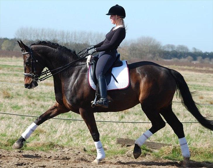 Dansk Varmblod Michel Årup *solgt* - fotograf: Julie W billede 2