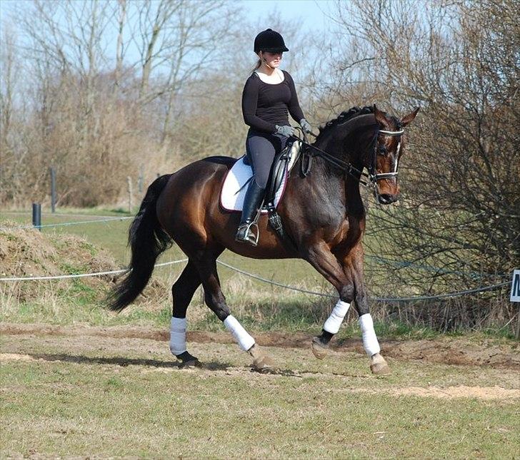Dansk Varmblod Michel Årup *solgt* - fotograf: Julie W billede 3