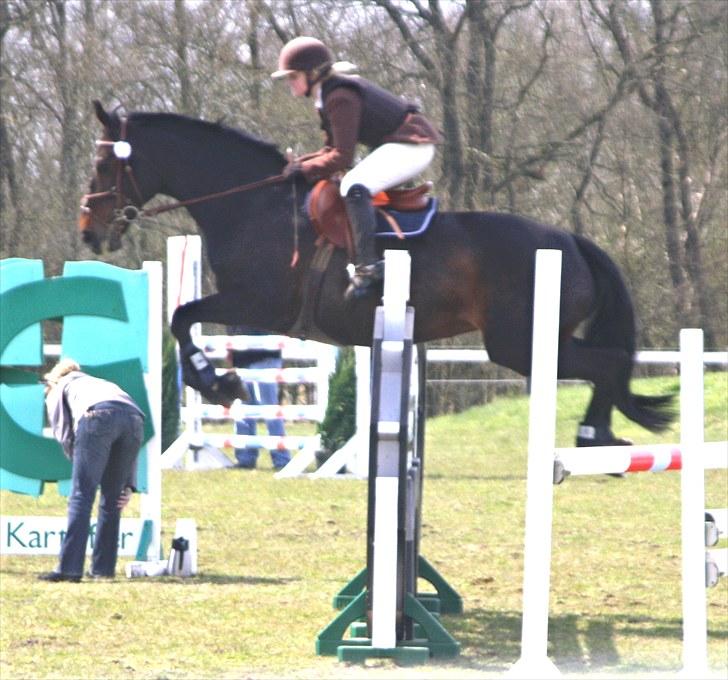 Dansk Varmblod Michel Årup *solgt* - LA billede 4