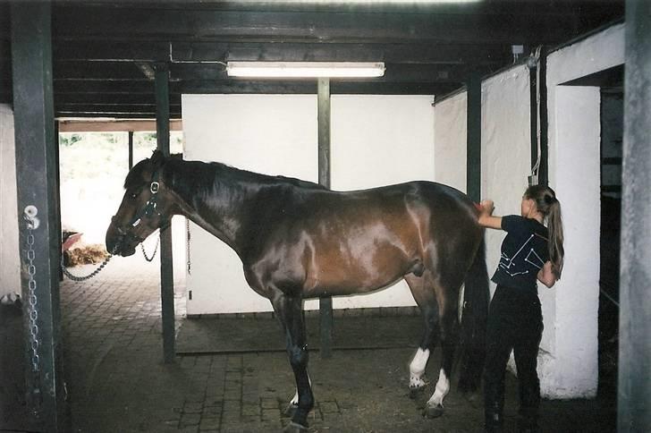 Dansk Varmblod Heslegård's Ludvig - Ludvig er træt efter undervisning af Hasse Hoffmann. .  billede 5