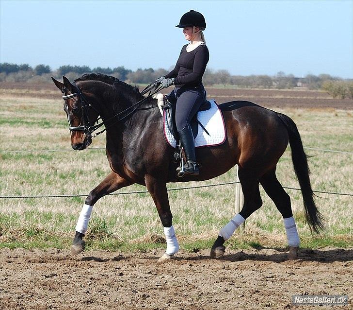 Dansk Varmblod Michel Årup *solgt* - fotograf: Julie W billede 5