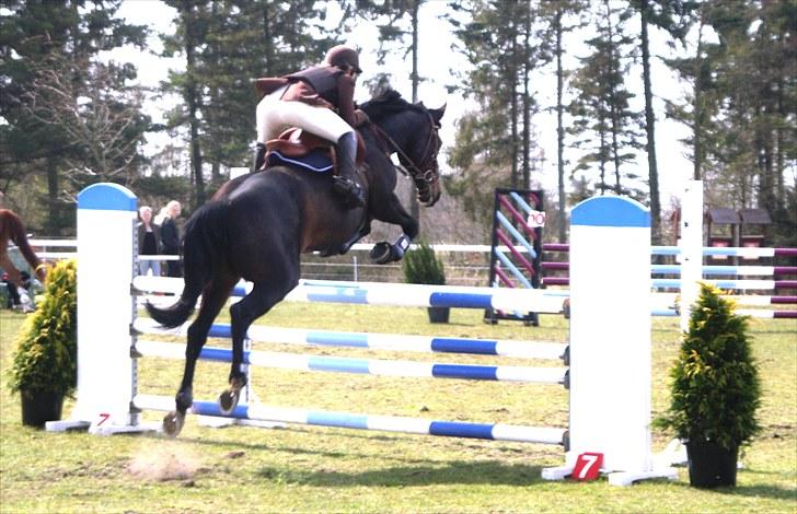 Dansk Varmblod Michel Årup *solgt* - Træning billede 6