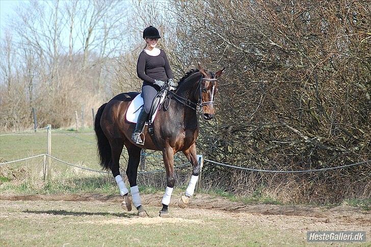 Dansk Varmblod Michel Årup *solgt* - fotograf: Julie W billede 7