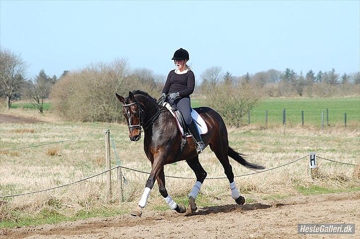 Dansk Varmblod Michel Årup *solgt* - fotograf: Julie W billede 8