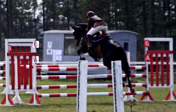 Dansk Varmblod Michel Årup *solgt* - LA billede 9