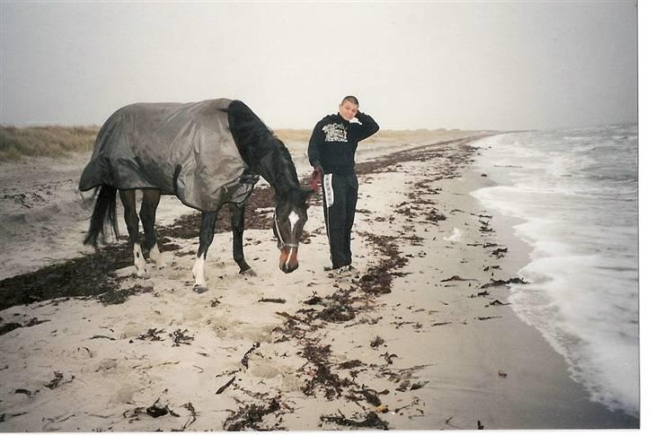Dansk Varmblod Heslegård's Ludvig - Ludvig og "Dres" går tur ved stranden. *s* billede 6