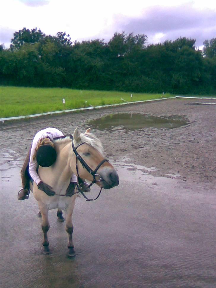 Fjordhest Sego *SOLGT* :'/ - Elsker min Basse ! <´3 billede 6