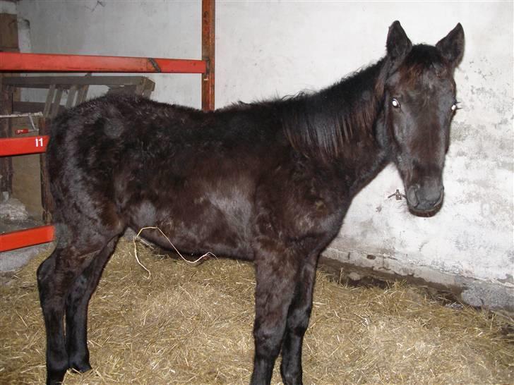 Traver okay marschall  død 21-2- billede 5