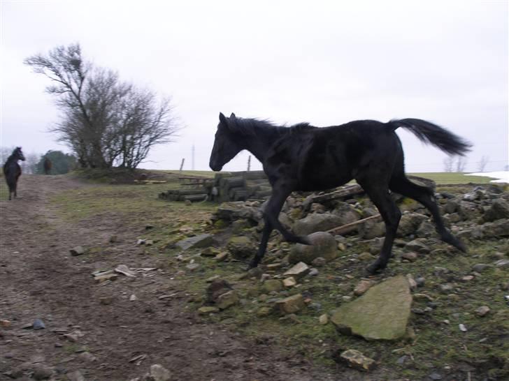 Traver okay marschall  død 21-2- billede 6