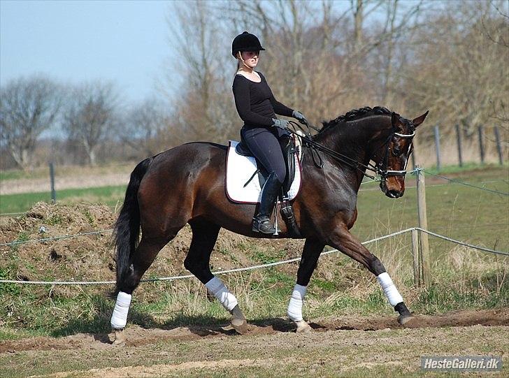 Dansk Varmblod Michel Årup *solgt* - fotograf: Julie W billede 10