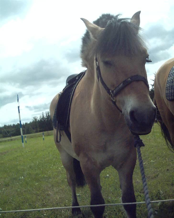 Fjordhest Musse billede 5