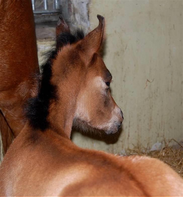 Arabisk fuldblod (OX) Al Aliyy Fahl - (*DØD) - Født d. 9 Januar 2008 billede 1