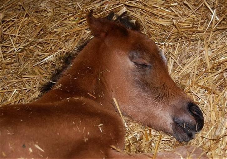 Arabisk fuldblod (OX) Al Aliyy Fahl - (*DØD) - Født d. 9 Januar 2008 billede 2