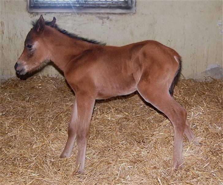 Arabisk fuldblod (OX) Al Aliyy Fahl - (*DØD) - Født d. 9 Januar 2008 billede 3
