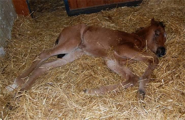 Arabisk fuldblod (OX) Al Aliyy Fahl - (*DØD) - Født d. 9 Januar 2008 billede 4