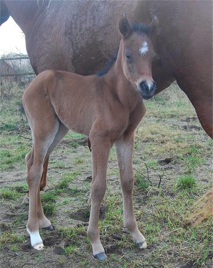 Arabisk fuldblod (OX) Al Aliyy Fahl - (*DØD) - Født d. 9 Januar 2008 billede 5